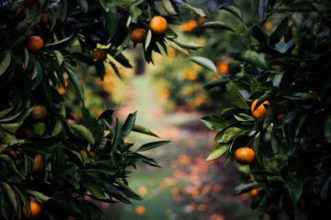 Covid-inspired Vitamin C boom lifts SA citrus exports